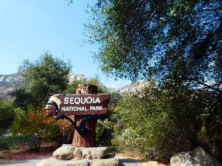 sequoia-2019-day0-1  Sequoia w.jpg (486069 bytes)
